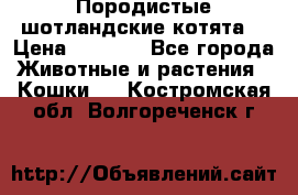 Породистые шотландские котята. › Цена ­ 5 000 - Все города Животные и растения » Кошки   . Костромская обл.,Волгореченск г.